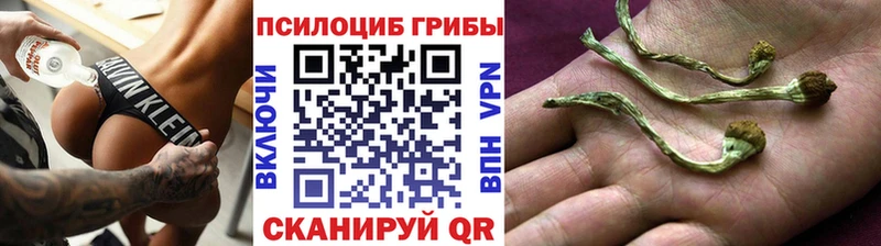 Купить где  Качканар  Галлюциногенные грибы Cubensis 